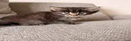 Maine Coon cats for sale: Maine coon x BSH Fluffy boys - Advert 10