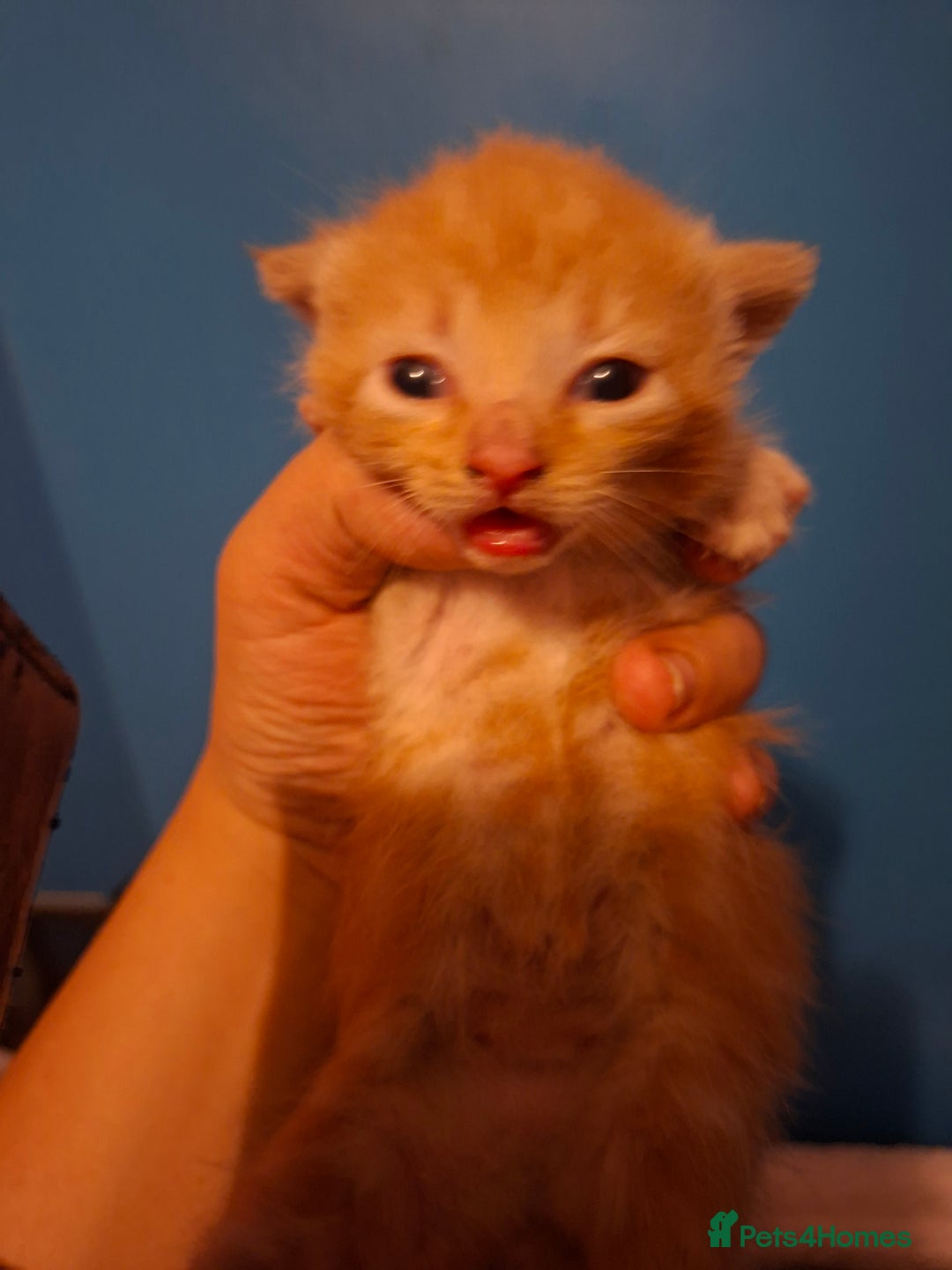 British Shorthair cats for sale: Gorgeous kittens - Image 1