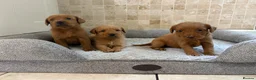 Labradoodle dogs for sale: F1B Quality Health Tested Fox Red Labradoodle  - Advert 3
