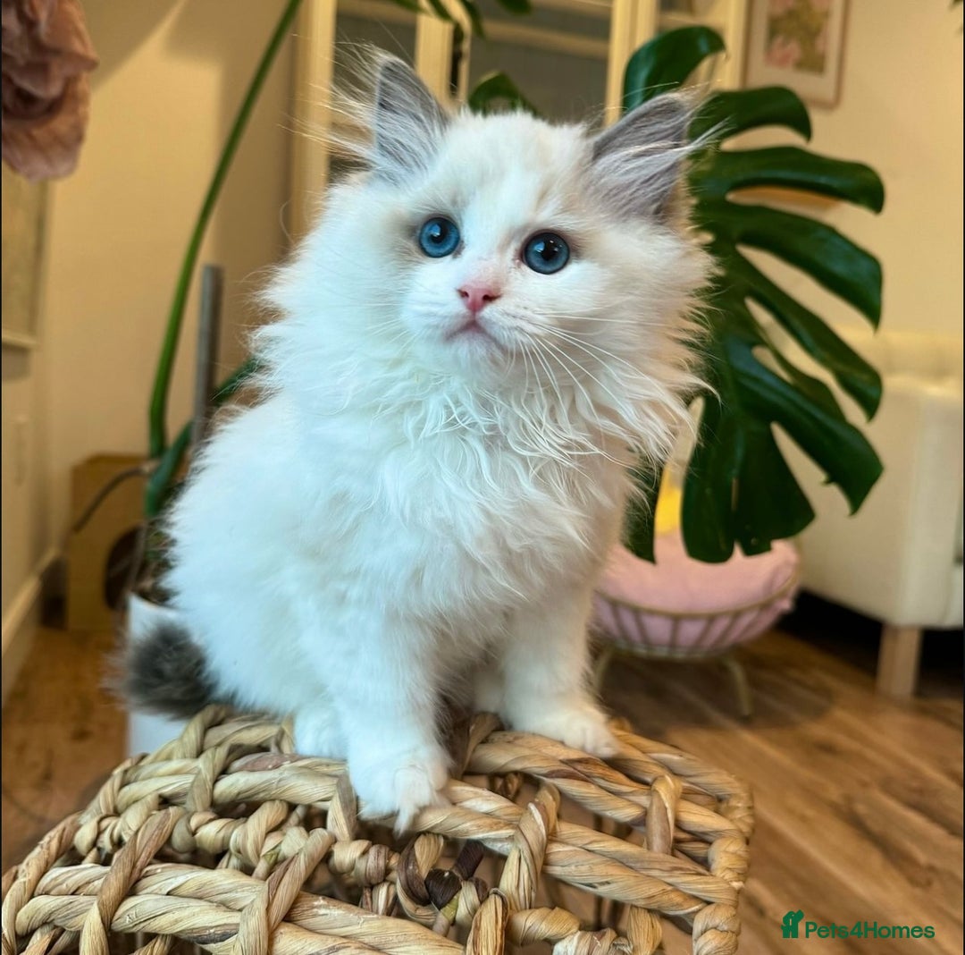 Ragdoll cats for sale: Cuddly Companion Ragdolls!! - Image 5