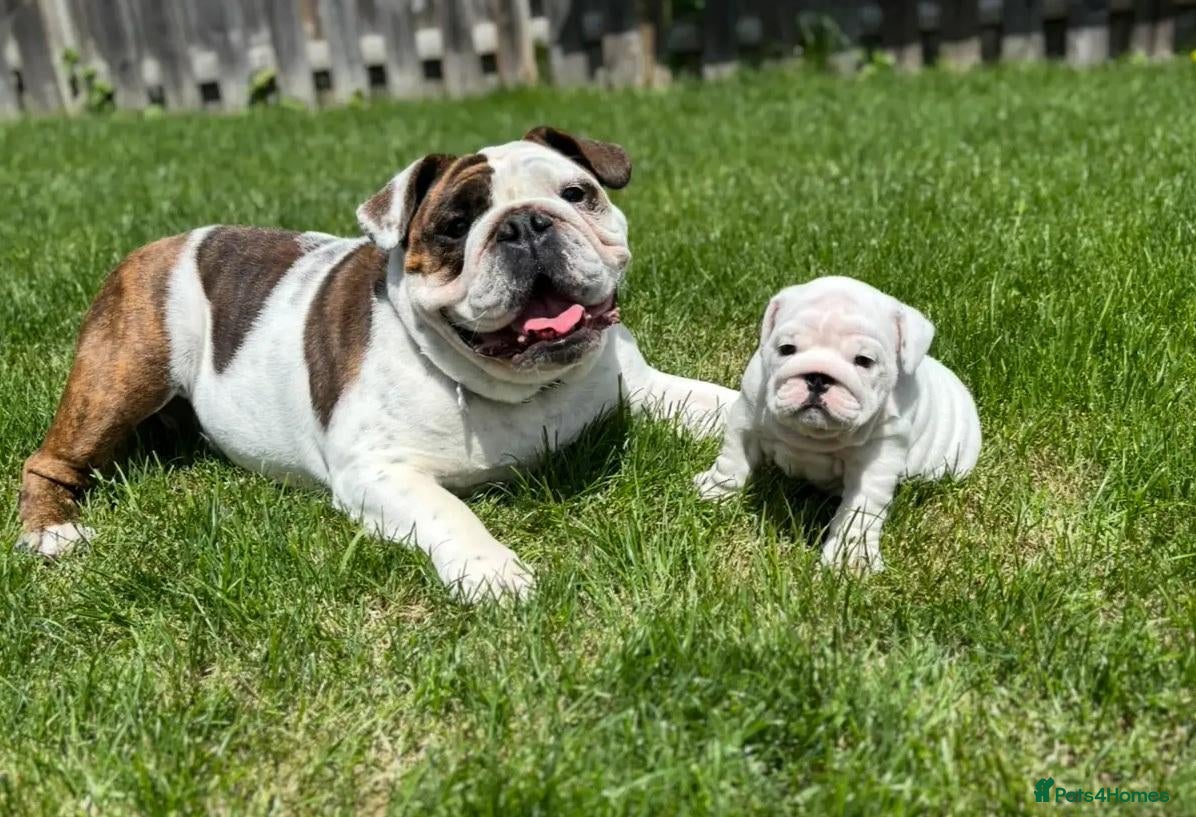 English Bulldog dogs Beautiful Pure English Bulldogs Raised with Love❤️ - Advert 2
