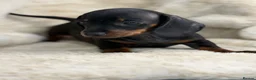 Miniature Dachshund dogs for sale: Beautiful dachshund puppies  - Advert 15
