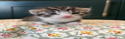 American Shorthair cats for sale: 4 Beautiful American Shorthair Kittens  - Advert 6