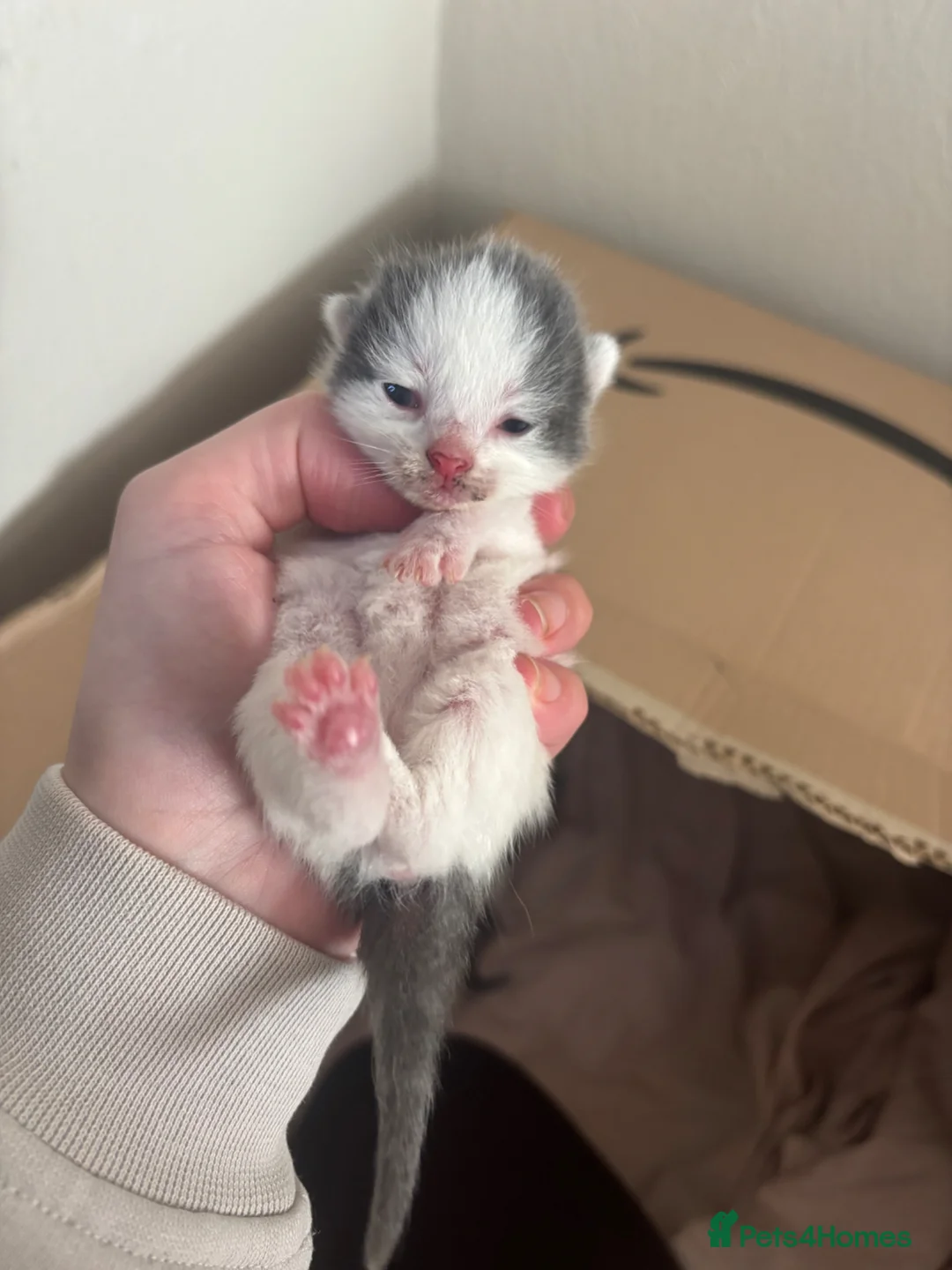 Mixed Breed cats for sale: 1 week old kittens  - Advert 2