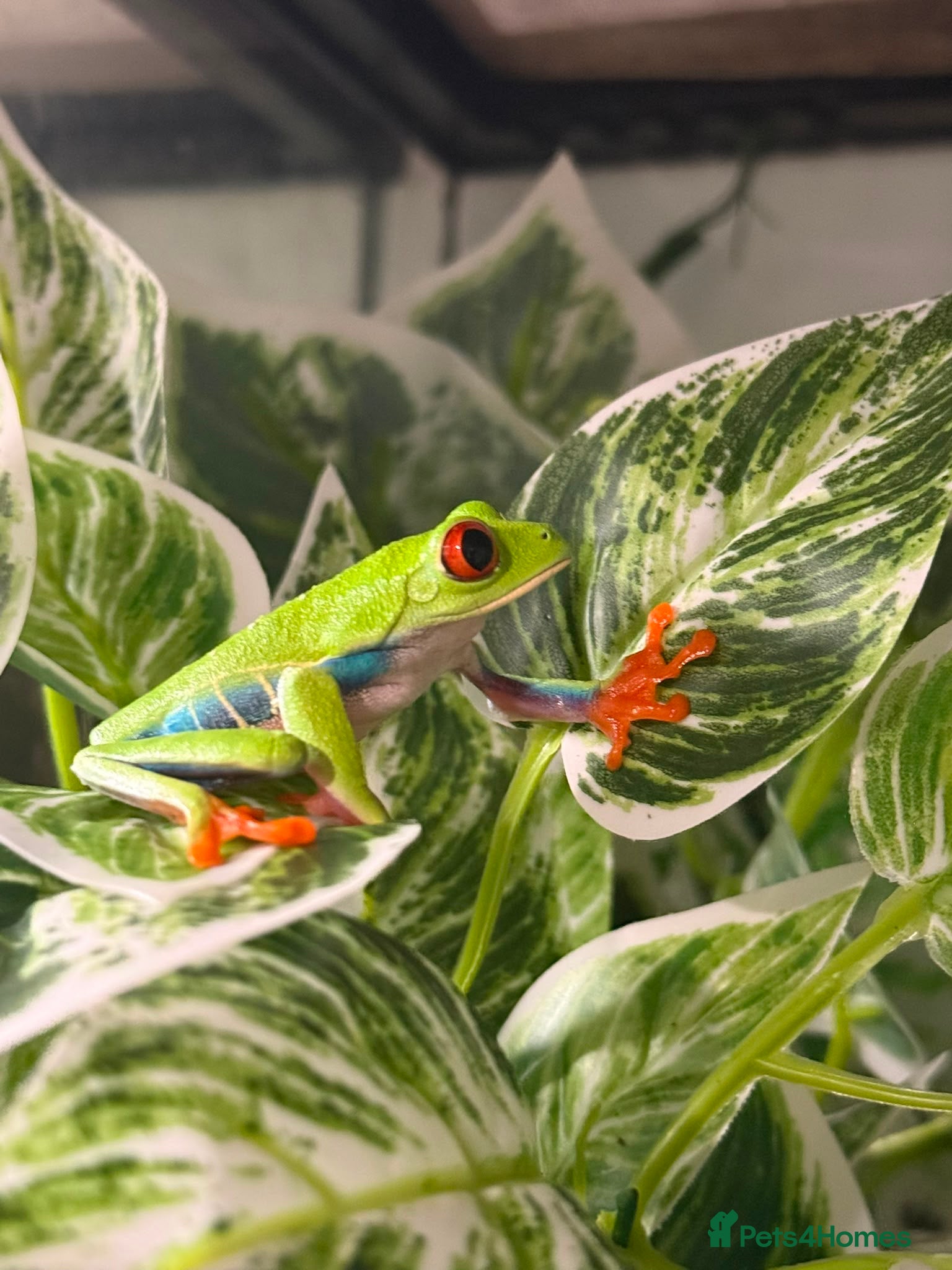 Frog reptiles Red eyed tree frog complete with set up  - Advert 1