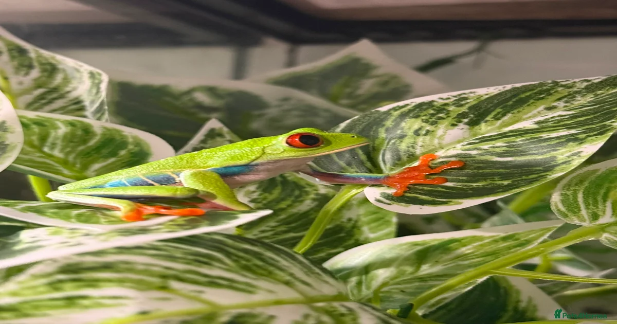 Frog Reptiles for sale in Doncaster, South Yorkshire | Pets4Homes