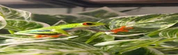Frog reptiles for sale: Red eyed tree frog complete with set up  - Advert 1