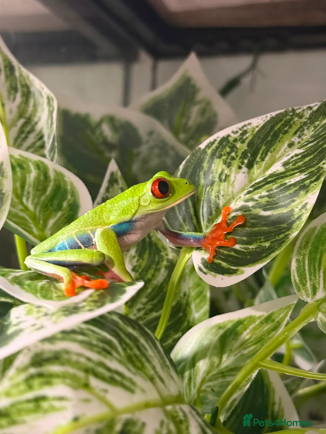 Frog reptiles for sale: Red eyed tree frog complete with set up  - Advert 1