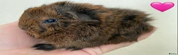 Guinea Pig rodents for sale: Gorgeous baby Guinea pigs - Advert 5