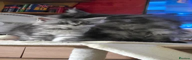 Maine Coon 5