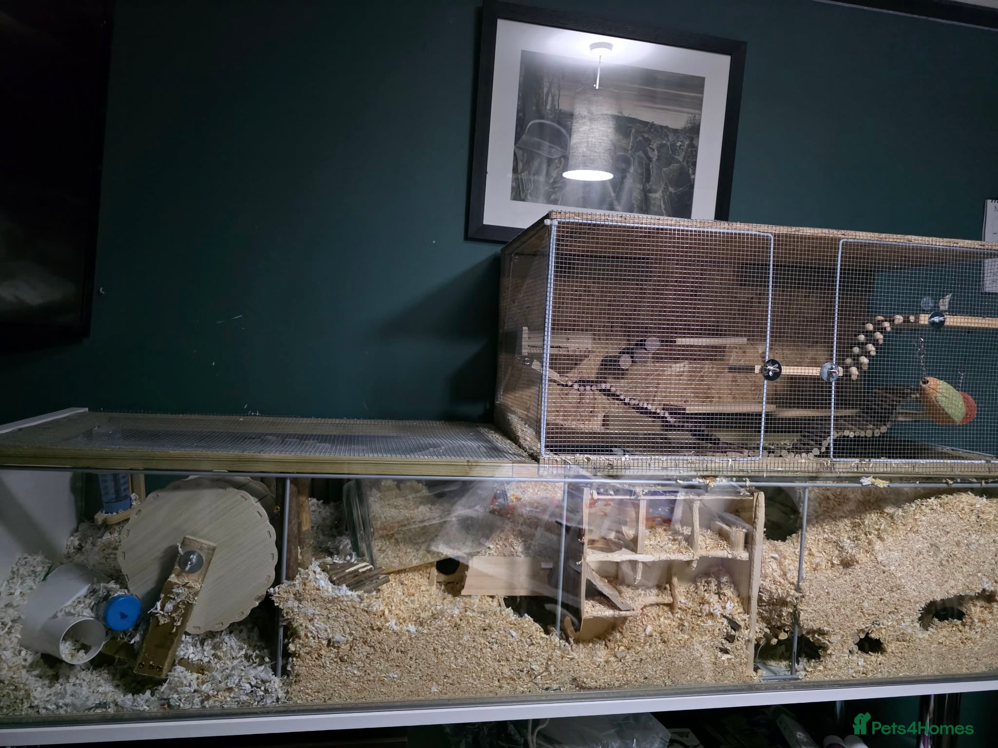 Gerbil rodents 3 male Gerbils, full set up same extras - Advert 3