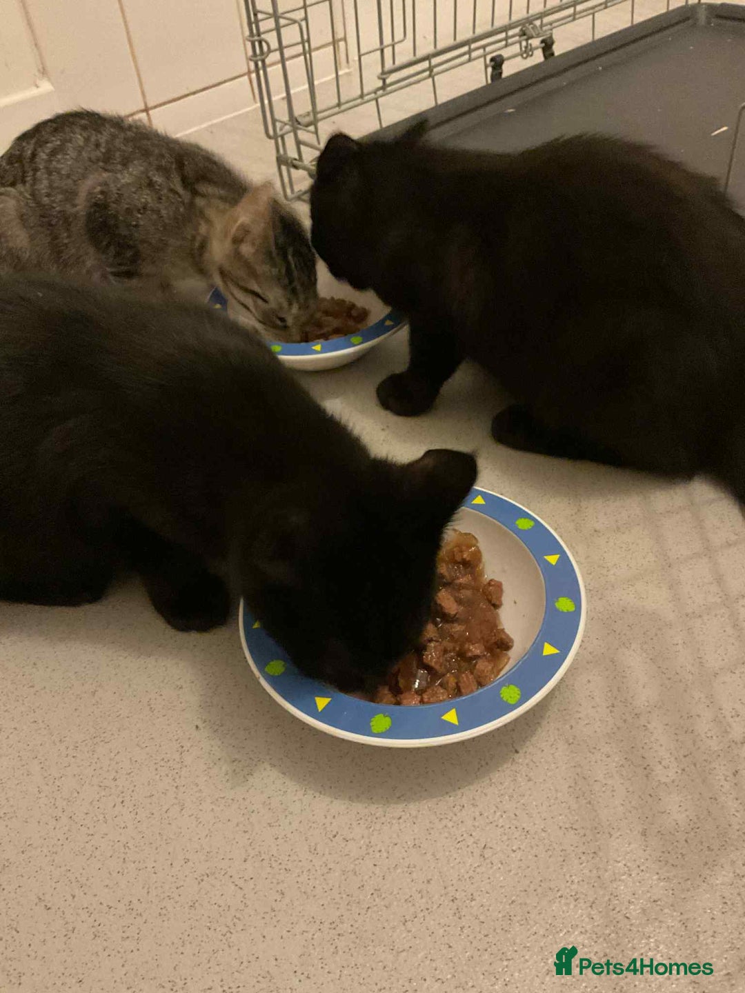 Maine Coon cats for sale: Maine coon kittens  - Advert 10