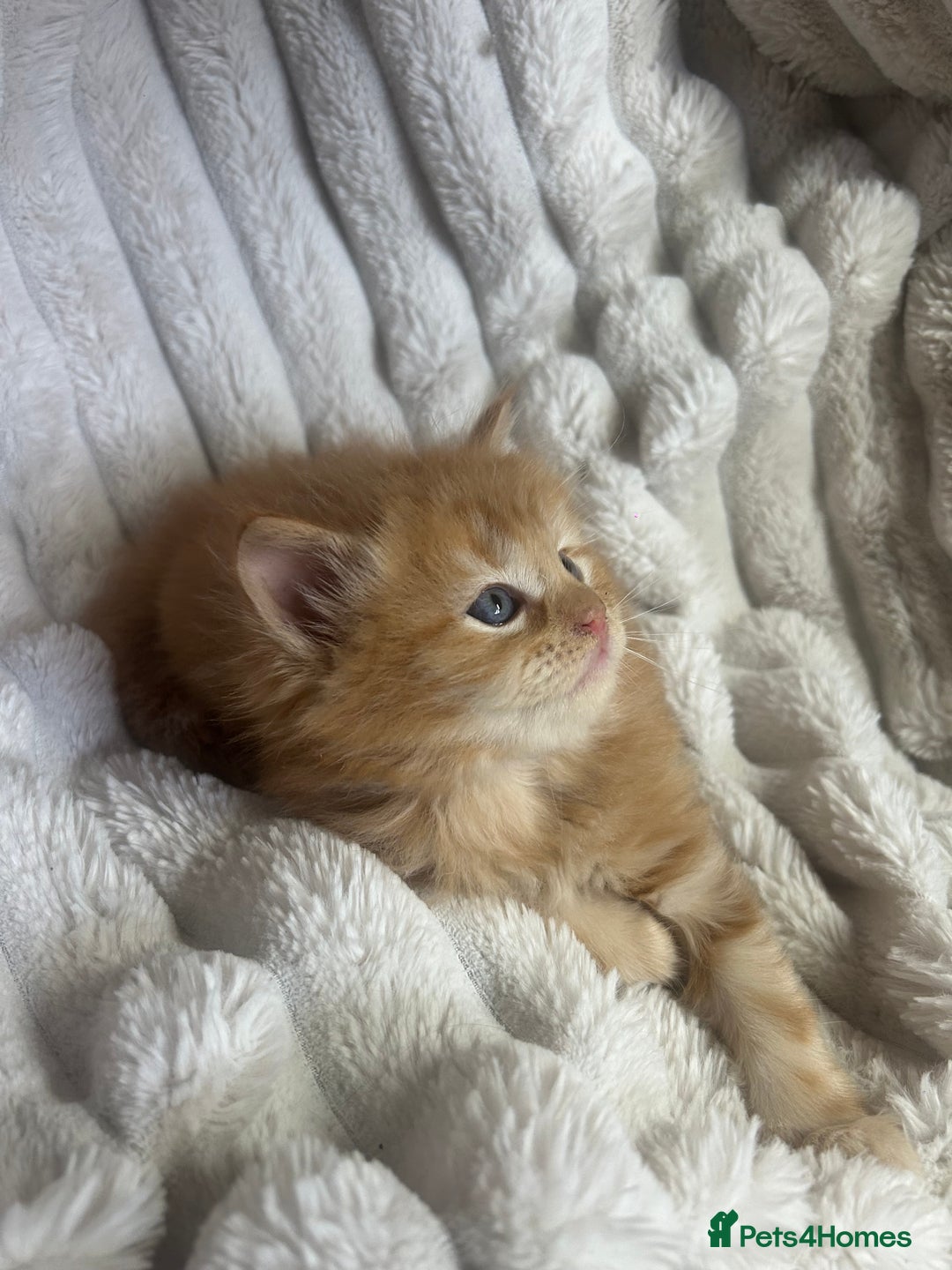 Ragcoon cats for sale: ⭐️RAGCOON FEMALE ⭐️ READY NOW - Image 11