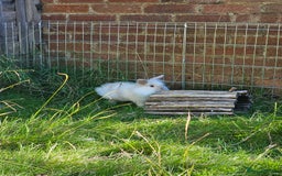 Lionhead rabbits for sale: Gorgeous Lion Head Doe  - Image 5