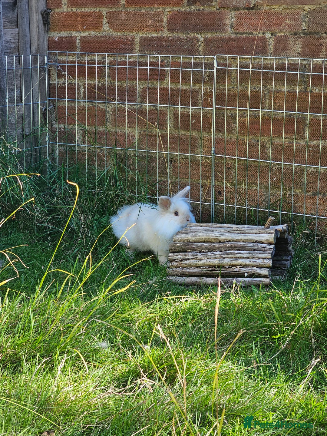 Lionhead rabbits for sale: Gorgeous Lion Head Doe  - Image 5