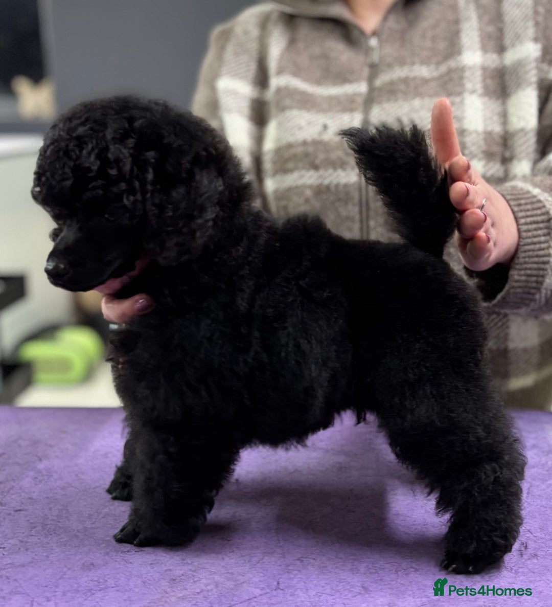 Miniature Poodle dogs for sale: 2 boy Miniature poodle puppy’s ready to leave now! - Advert 4