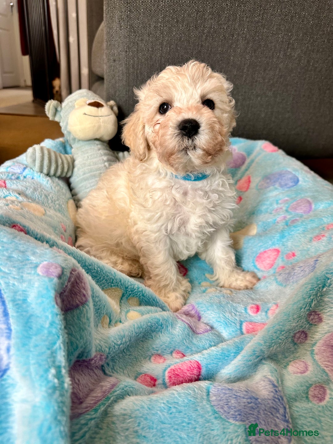Cavachon dogs for sale: READY NOW - DNA/Health Tested Cavachon Puppies - Image 8