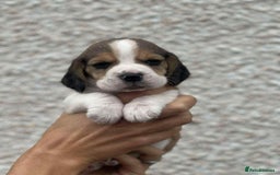 Beagle dogs for sale: KC reg beagle puppies - Image 7