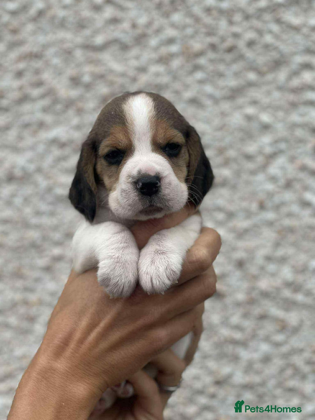 Beagle dogs for sale: KC reg beagle puppies - Image 7