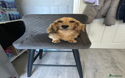 Miniature Dachshund dogs for sale: Long haired miniature dachshund  - Image 1