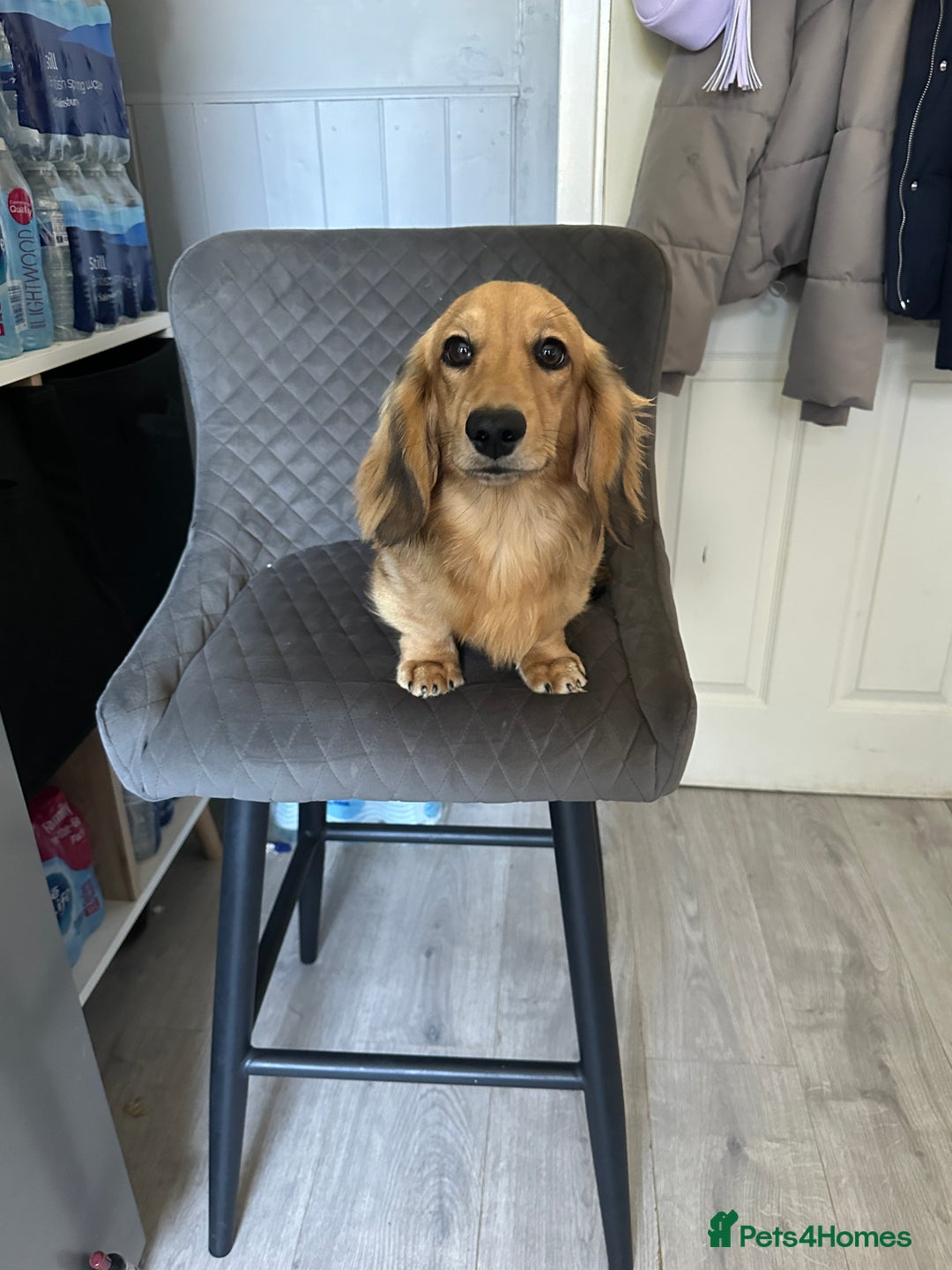 Miniature Dachshund dogs for sale: Long haired miniature dachshund  - Image 1