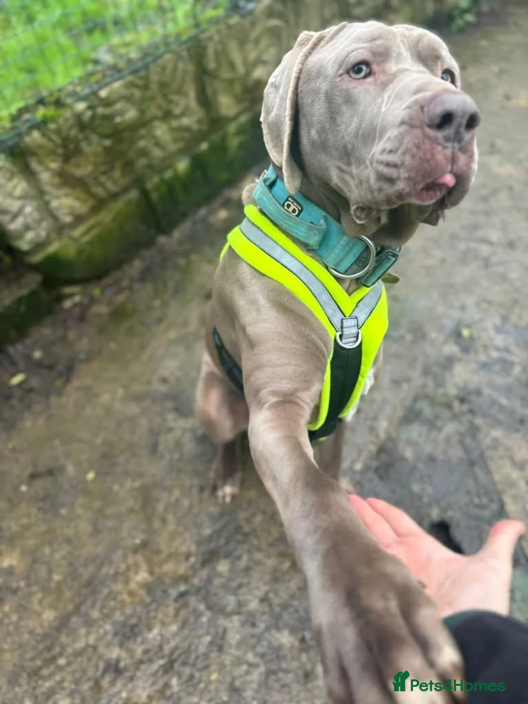 Weimaraner dogs for adoption: Meet Bruno, currently residing in Surrey - Advert 14