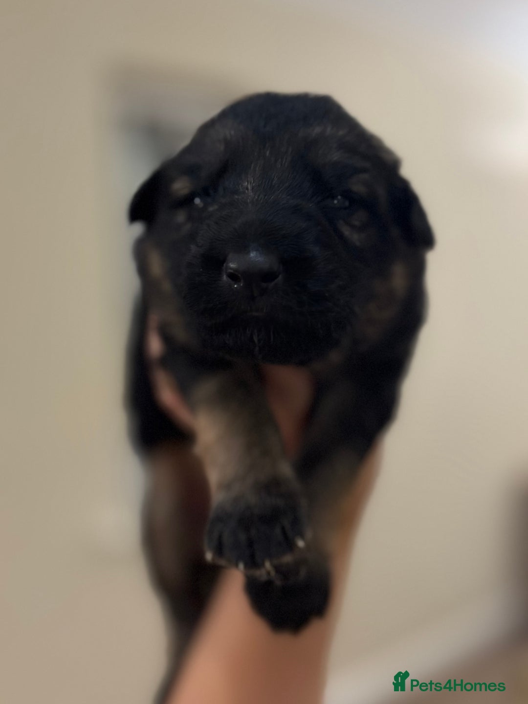 German Shepherd dogs for sale: Family reared GSD pups.  - Advert 30