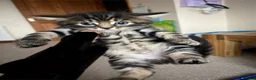 Mixed Breed cats for sale: Spiral tabby kittens 😍 in Hounslow - Advert 4