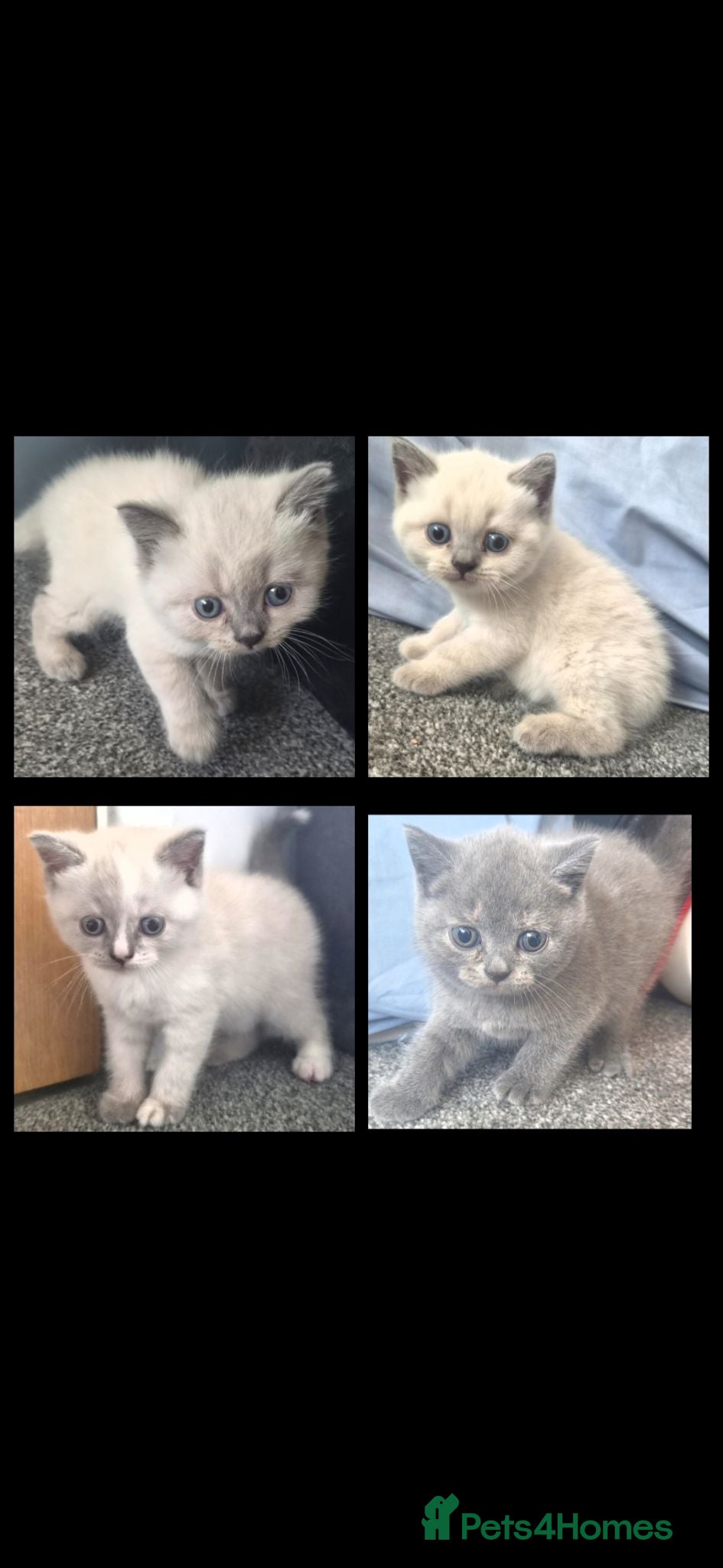 British Shorthair cats 3 girls 1 boy bsh - Advert 1
