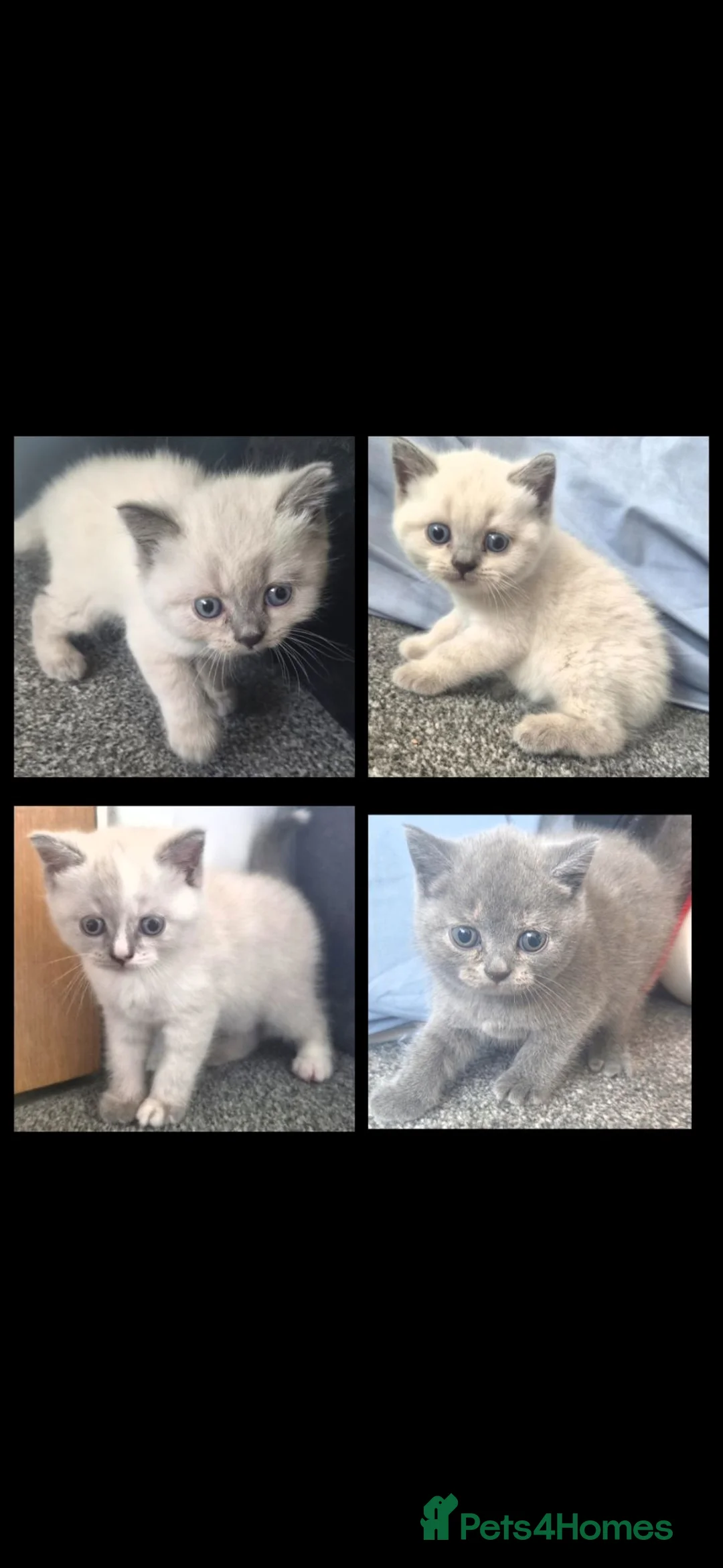 British Shorthair cats for sale: 3 girls 1 boy bsh in Cardiff - Advert 1