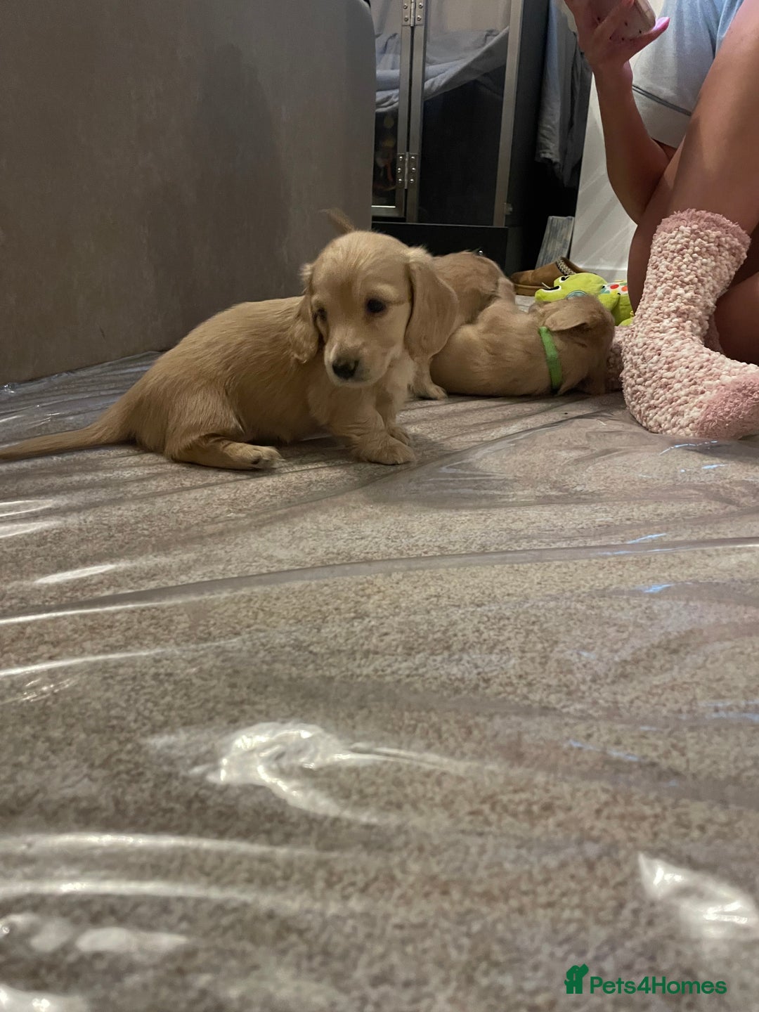 Miniature Dachshund dogs for sale: English cream longhair miniature daschound  - Advert 16