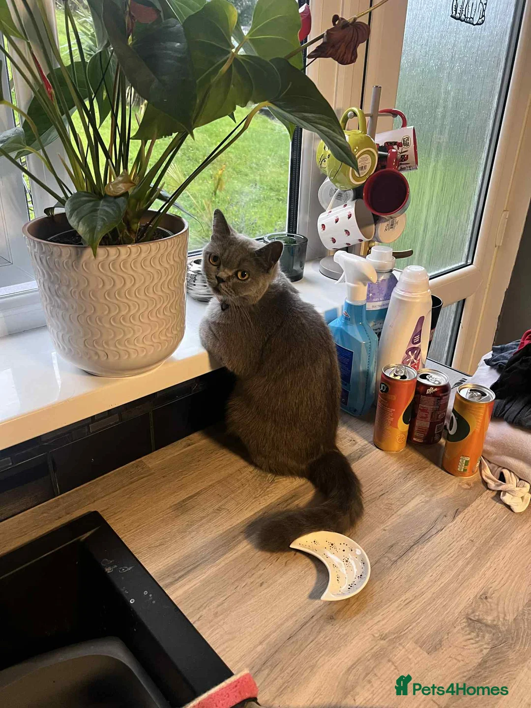 British Shorthair cats for sale: British Blue Looking for New home in Ebbw Vale - Advert 2