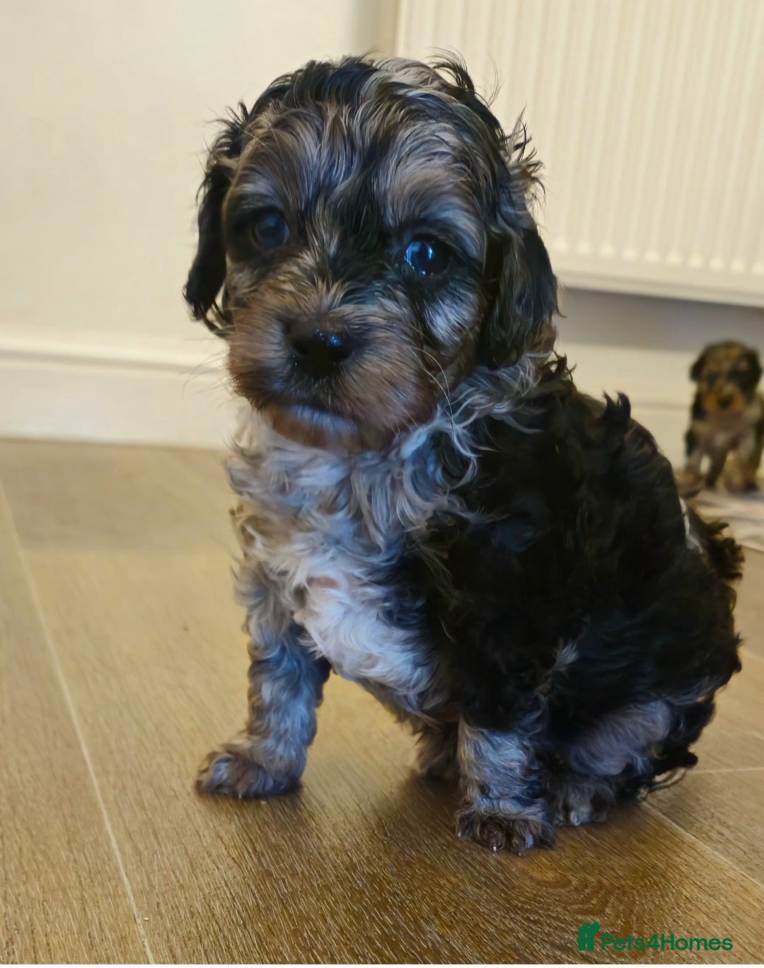 Cockapoo dogs  F1b Rare toy  cockerpoos  - Advert 13