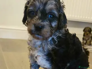 Cockapoo dogs F1b Rare toy cockerpoos - Advert 13