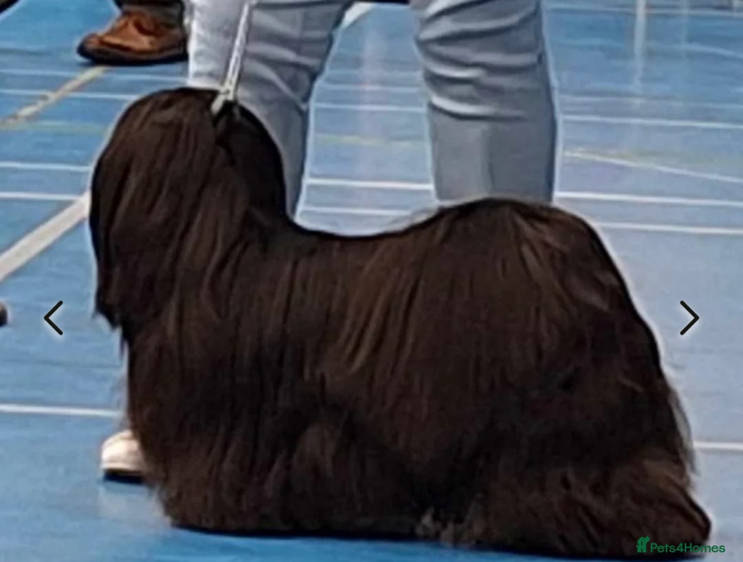 Lhasa Apso dogs for sale: Lhasa Apso Male Puppies for Sale  - Advert 5