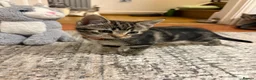 Mixed Breed cats for sale: 12 week old female kitten mixed breed in Alfreton - Advert 5