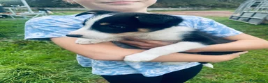 Border Collie 2