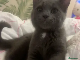 British Shorthair cats Kitten - Advert 1