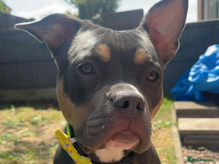 American Bully dogs Dolcee- American Bully- 1 year old - Advert 10