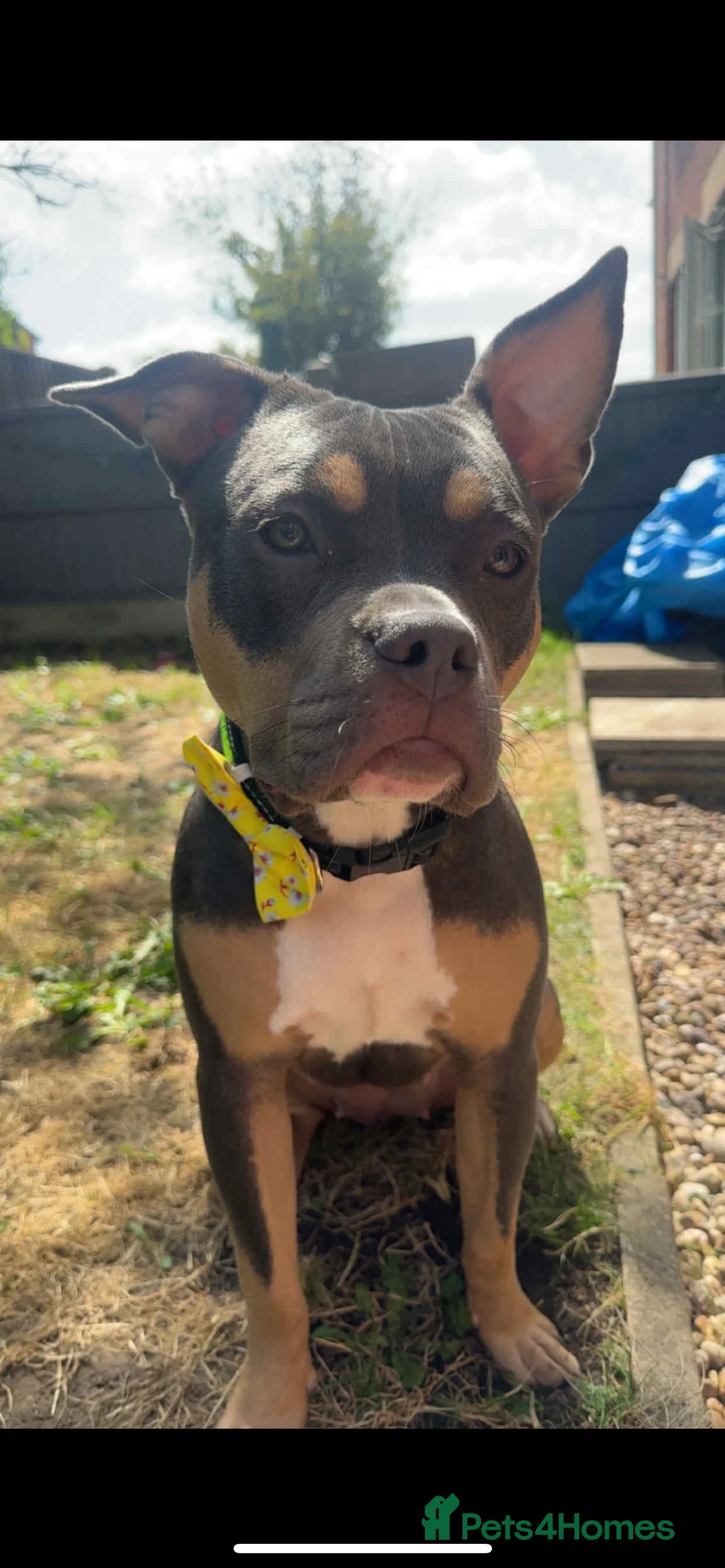 American Bully dogs for sale: Dolcee- American Bully- 1 year old - Advert 1