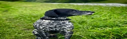 German Shorthaired Pointer dogs for stud: Pedigree GSP for stud - Advert 6
