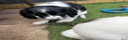 English Springer Spaniel dogs for sale: Engilish springer spaniel puppies  - Advert 16