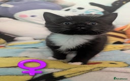 Mixed Breed cats for sale: Beautiful mix breed kittens  - Image 13