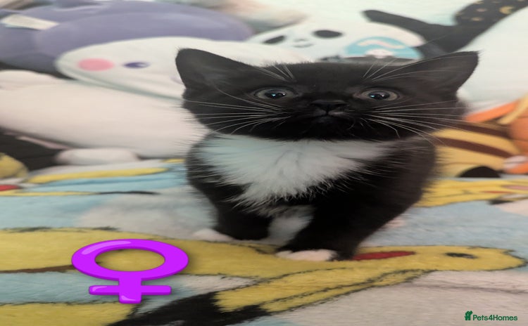 Mixed Breed cats - Advert 16