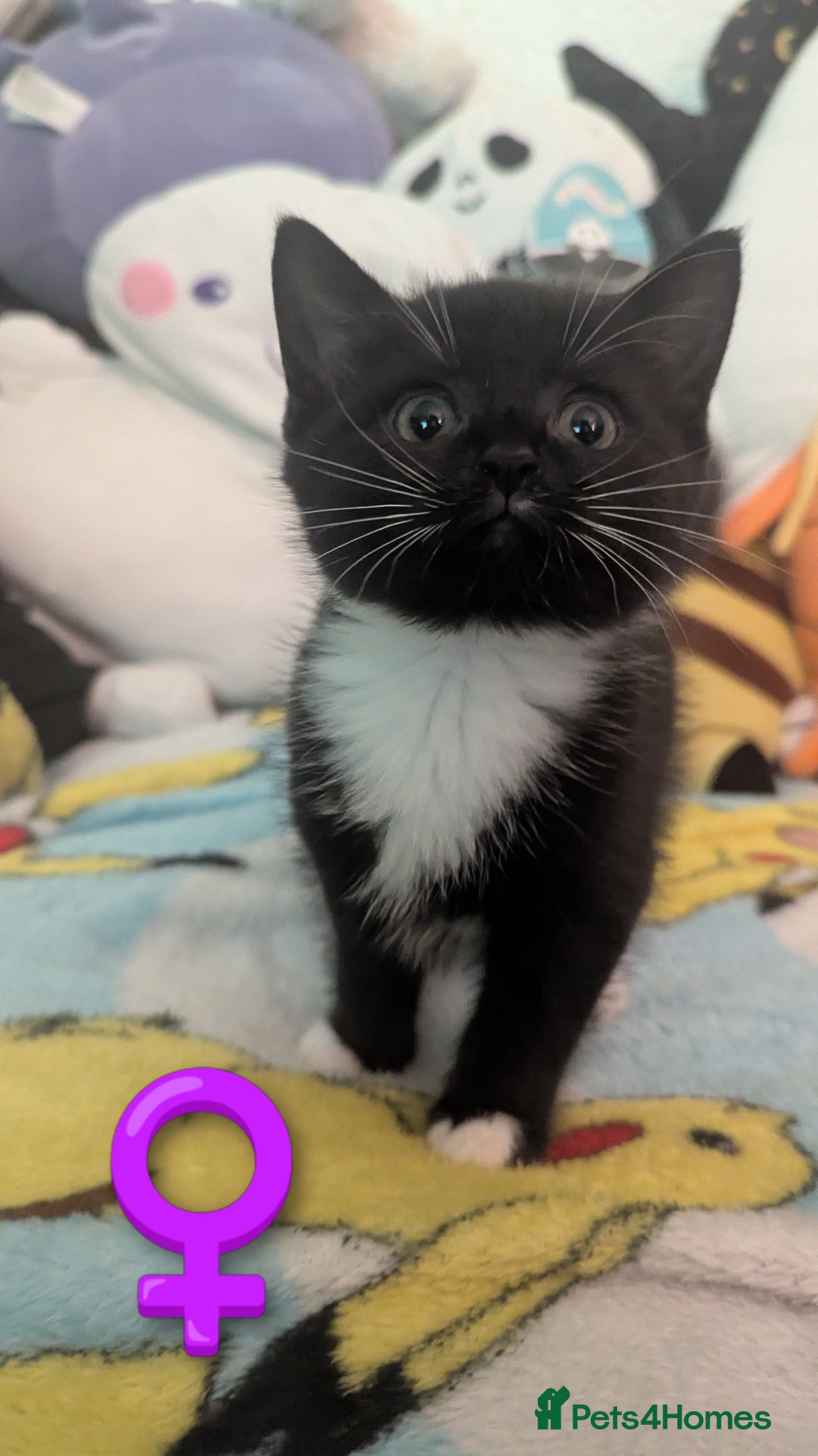Mixed Breed cats for sale: Beautiful mix breed kittens  - Image 13