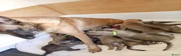 Mixed Breed dogs for sale: Belgian Malinois X Greyhound  - Advert 3