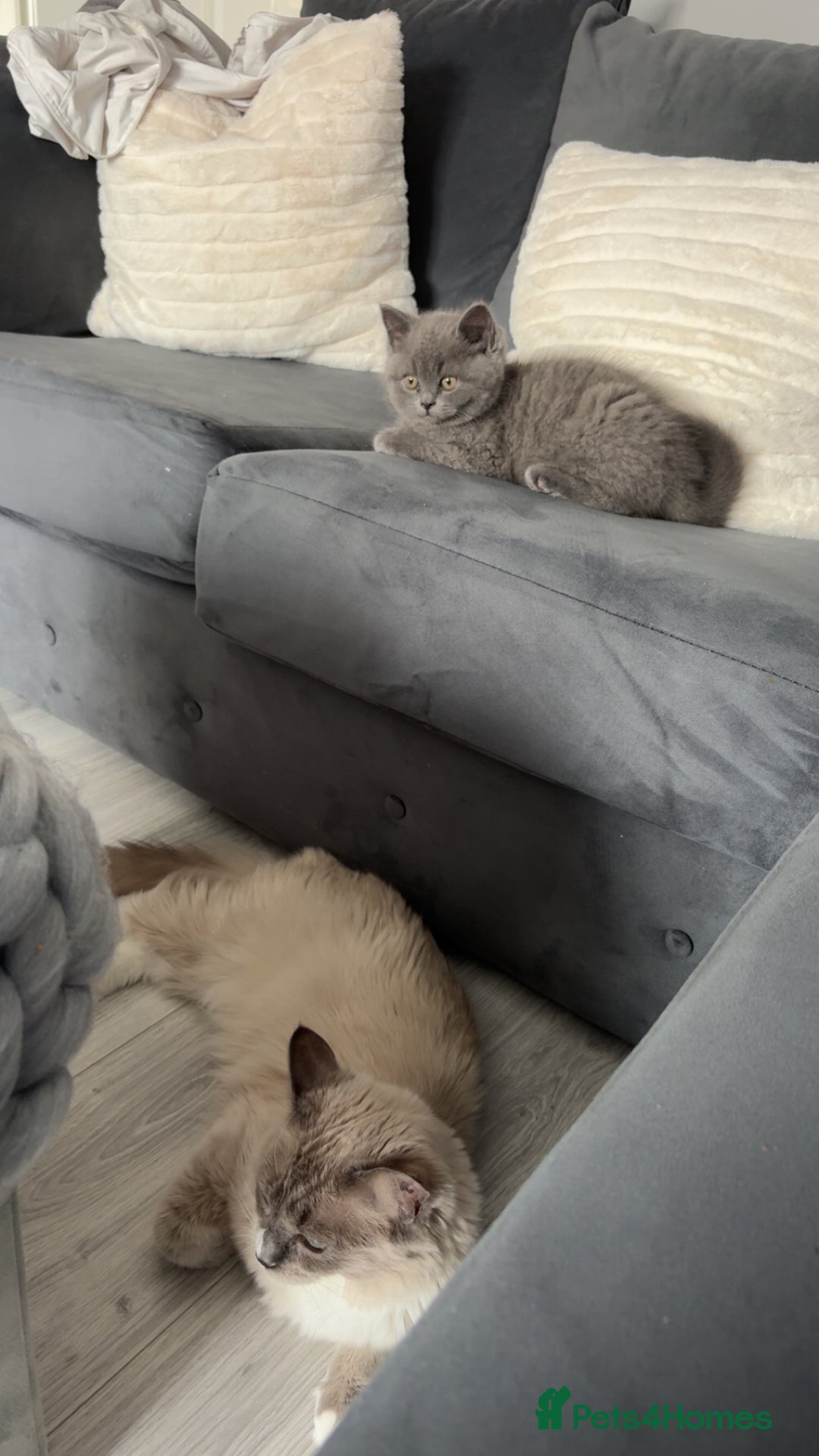 British Shorthair cats for sale: Meet stitch!  - Image 6