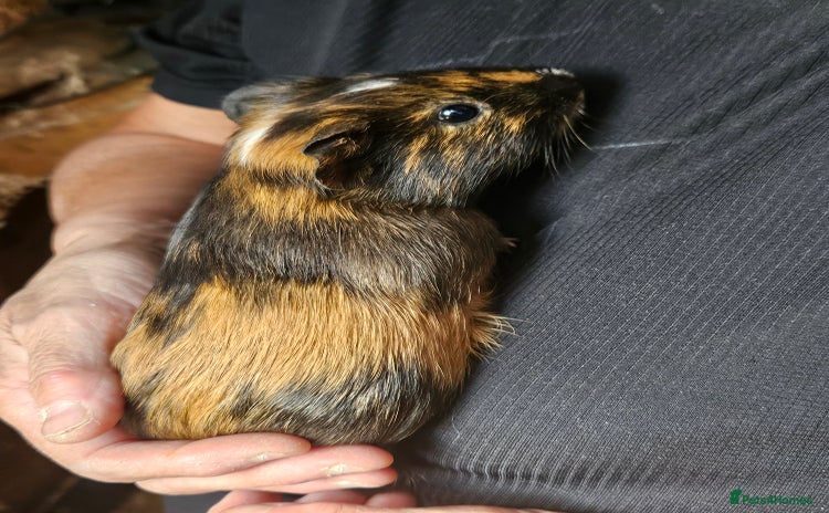 Guinea Pig rodents - Advert 4