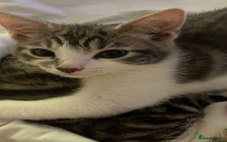 Mixed Breed cats for sale: One beautiful boy - Image 7