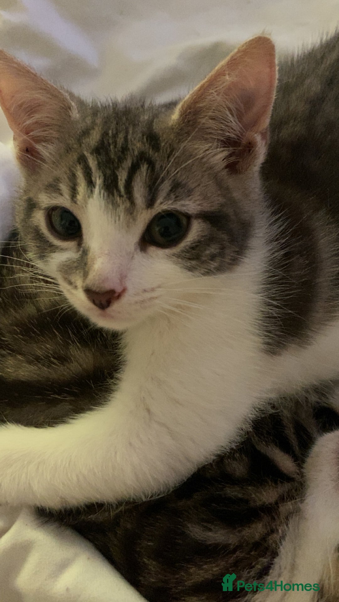 Mixed Breed cats for sale: One beautiful boy - Image 7